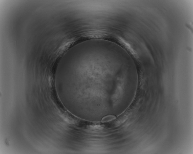 X0000096380161200801311307