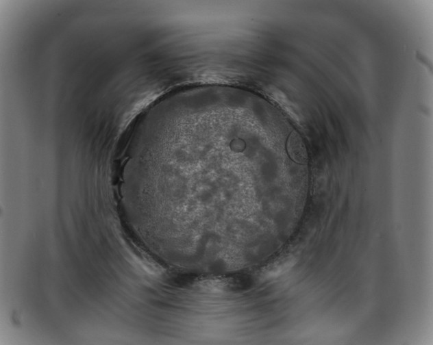 X0000096380299200801311305
