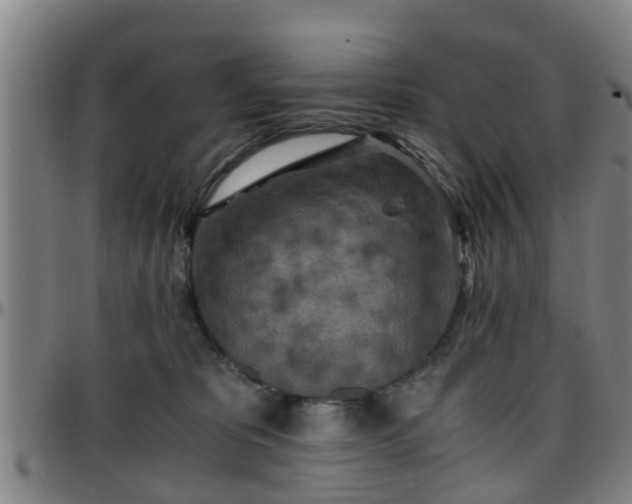 X0000096380325200801311305