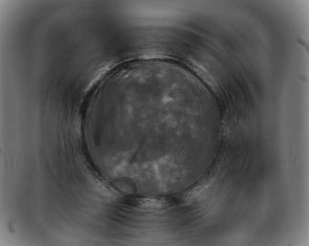 X0000096380347200801311304