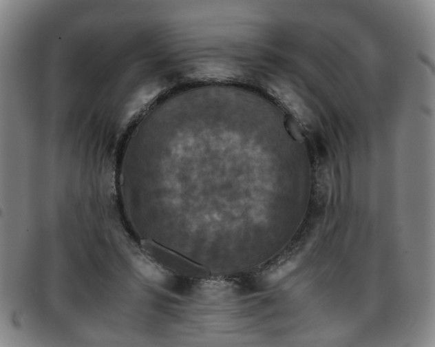 X0000096380399200801311303