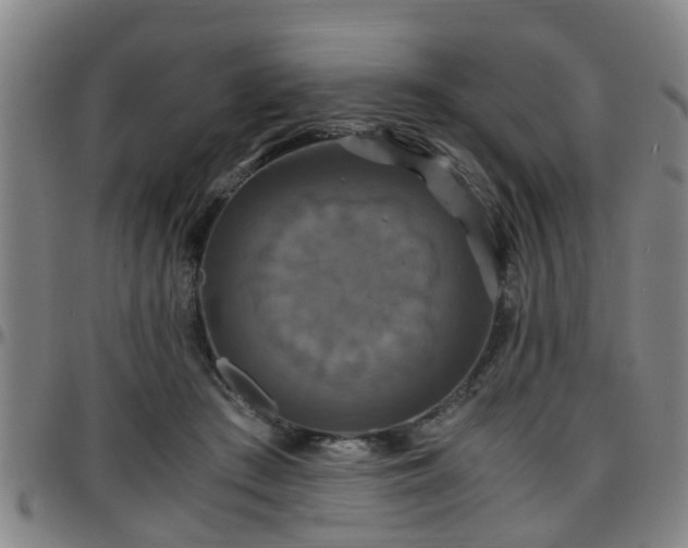 X0000096380409200801311303