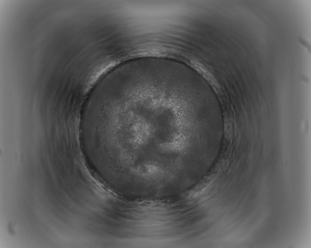 X0000096380434200801311302