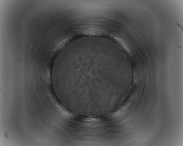 X0000096380453200801311303