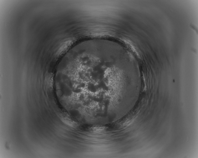X0000096380495200801311302