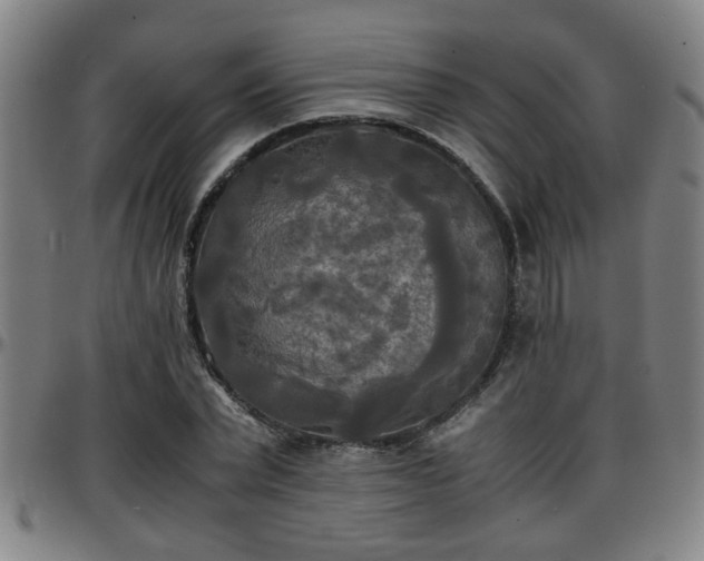 X0000096380783200801311258
