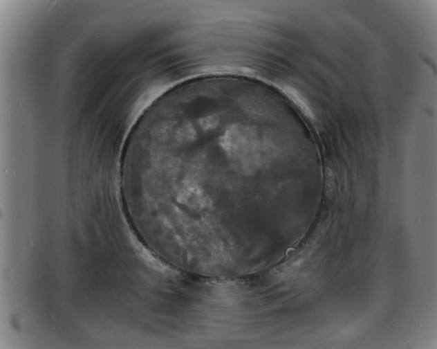X0000096380895200801311257