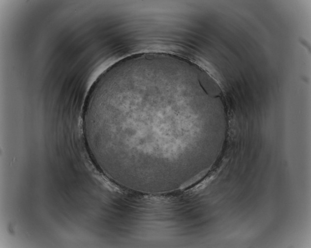 X0000096380928200801311256