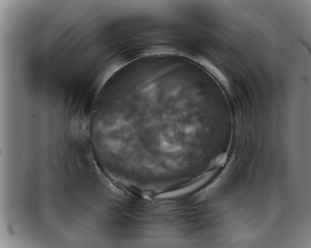 X0000096380953200801311256
