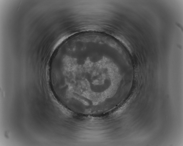 X0000096380983200801311255