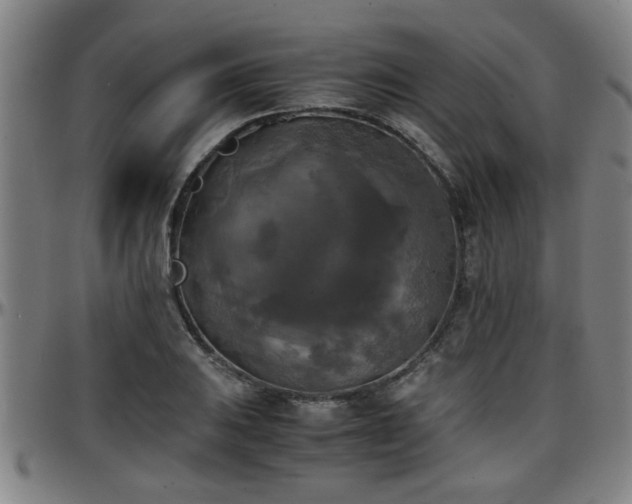 X0000096381031200801311254