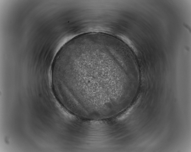 X0000096381032200801311254