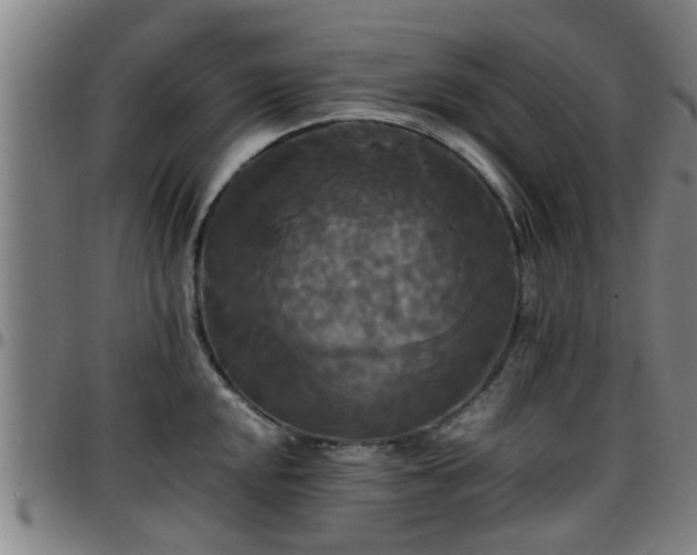 X0000096381048200801311255