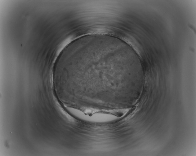 X0000096381083200801311254