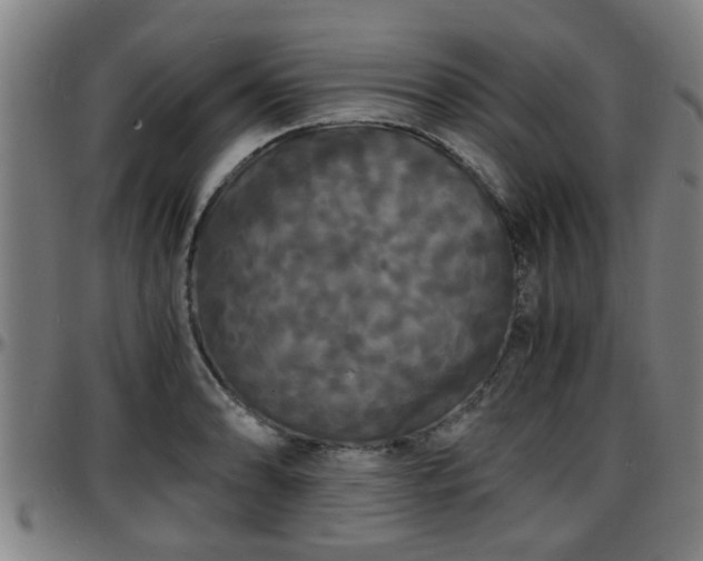 X0000096381086200801311254