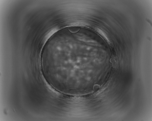 X0000096381087200801311254