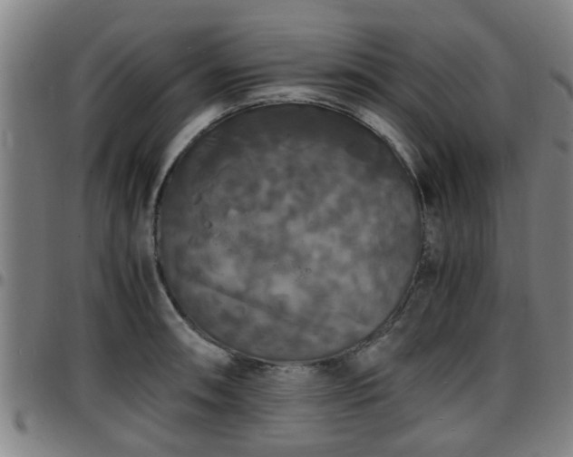 X0000096381090200801311254