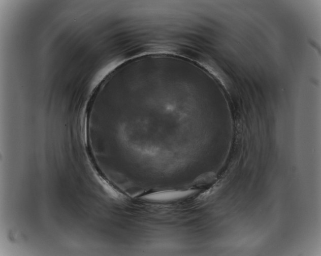 X0000096381127200801311253