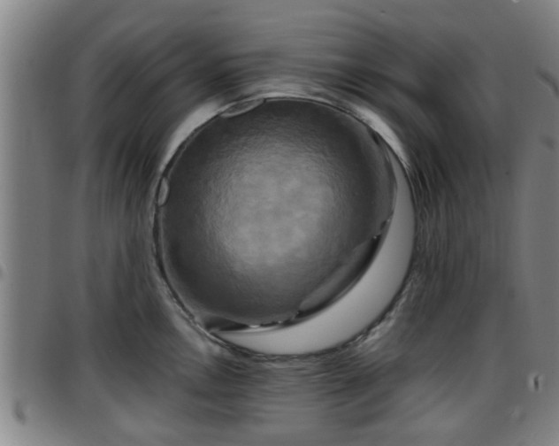 X0000096381146200801311253