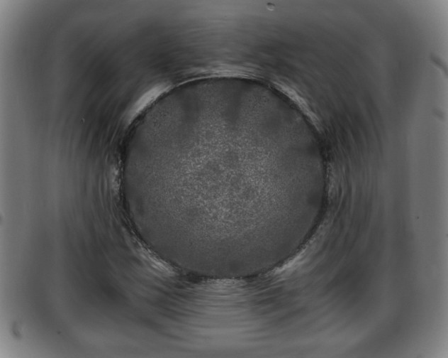 X0000096381163200801311253