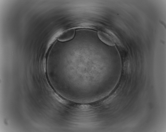 X0000096381180200801311252