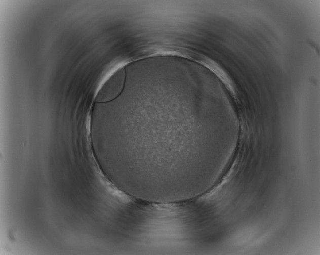 X0000096381198200801311252