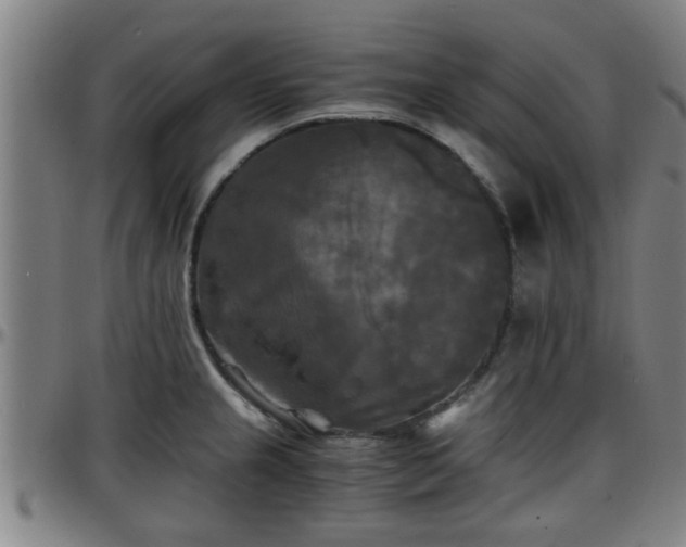 X0000096381237200801311252