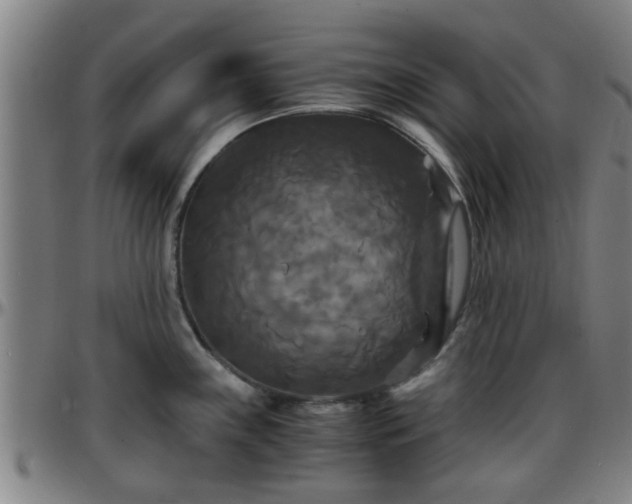 X0000096381243200801311252