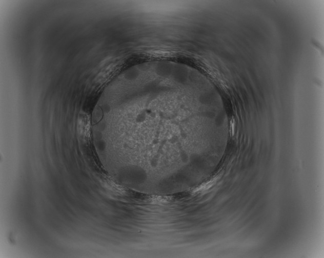 X0000096381251200801311252