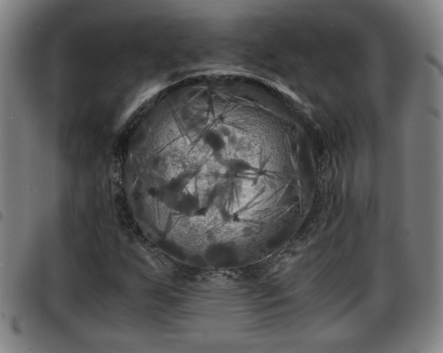X0000096381255200801311251