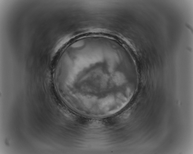 X0000096381263200801311251