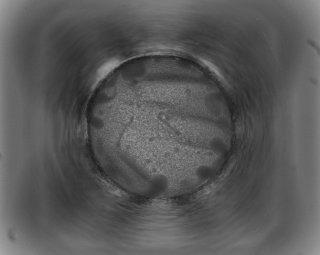X0000096381267200801311251