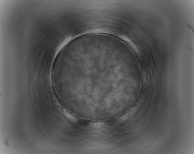 X0000096381278200801311251