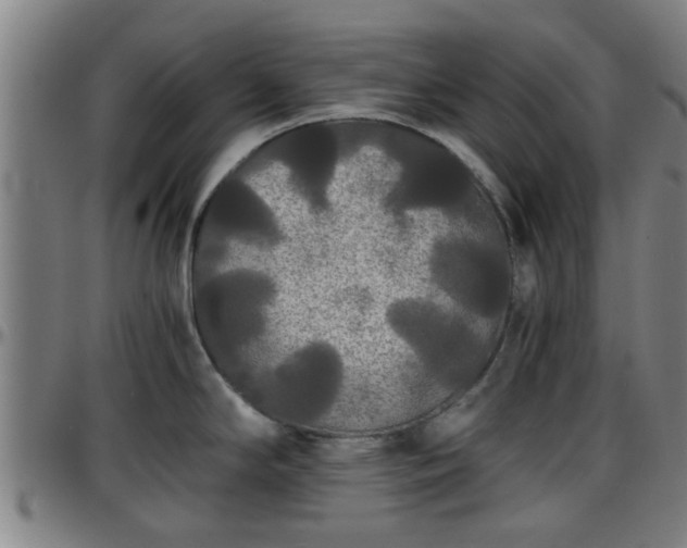 X0000096381294200801311251