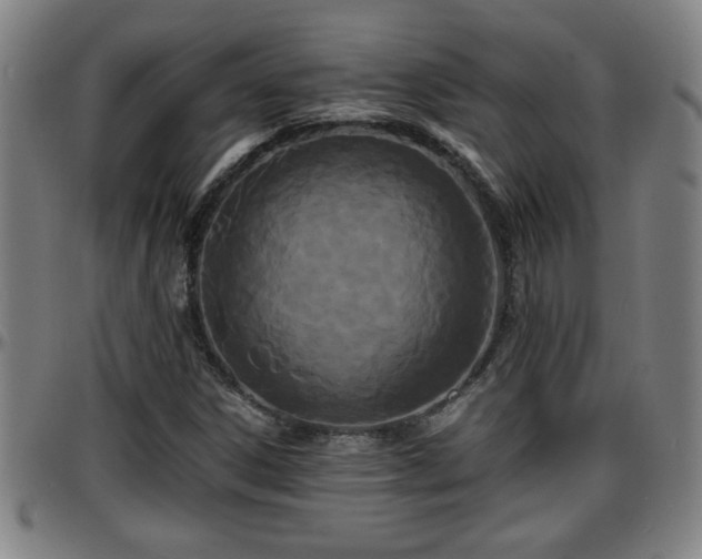 X0000096381306200801311250