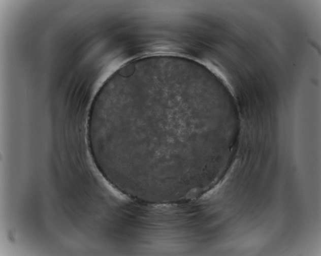 X0000096381333200801311251