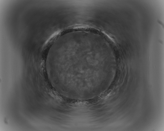 X0000096381351200801311250