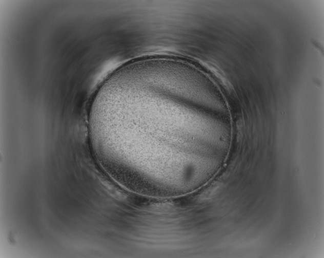 X0000096381363200801311250