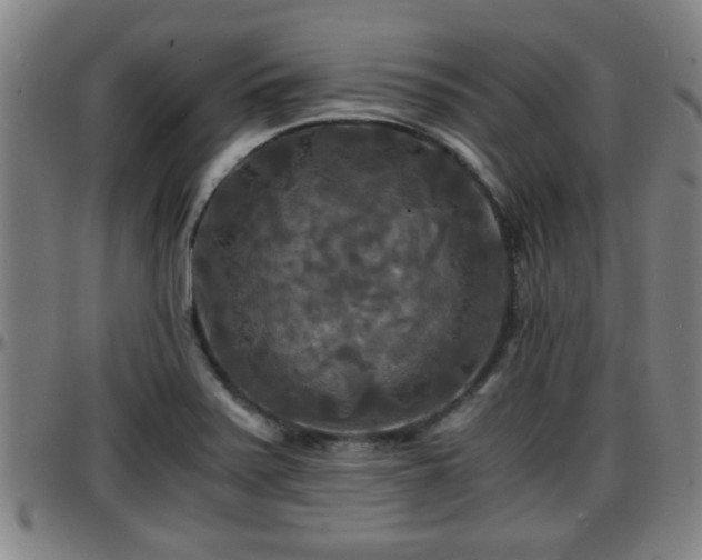X0000096381371200801311250