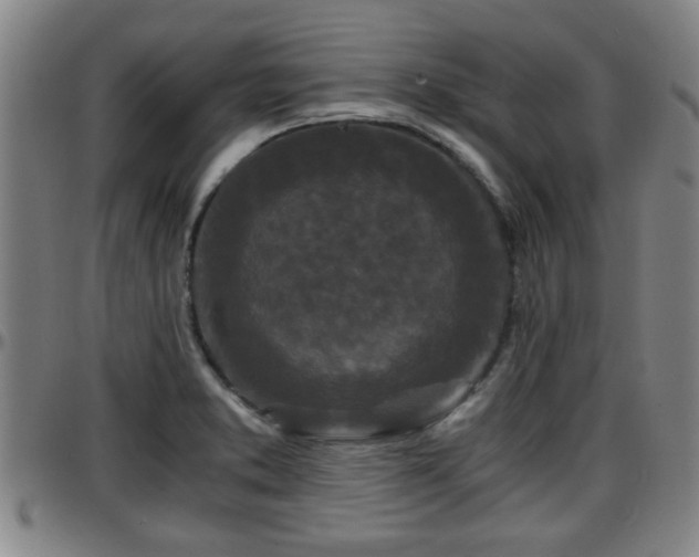 X0000096381373200801311250