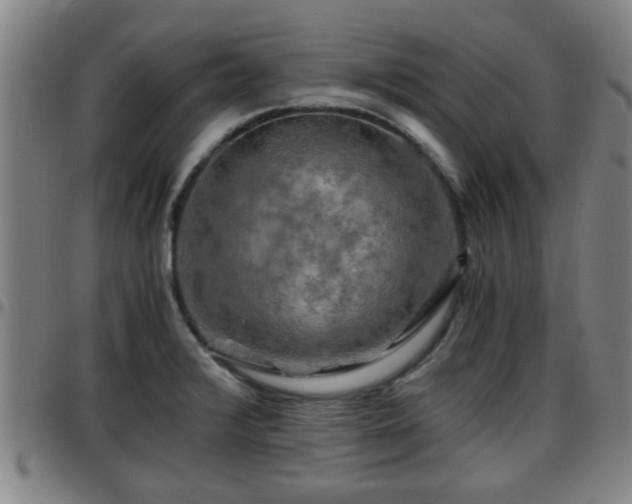 X0000096381376200801311250