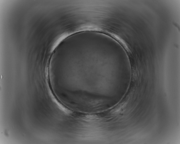 X0000096381383200801311250