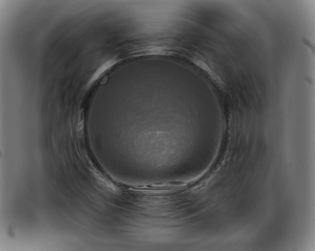 X0000096381450200801311249