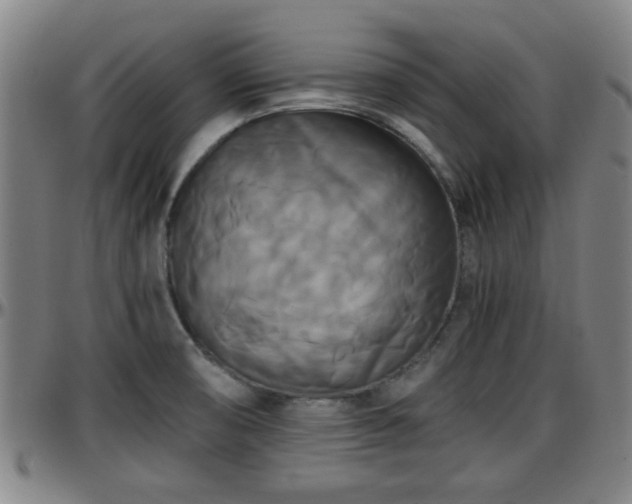 X0000096381474200801311248
