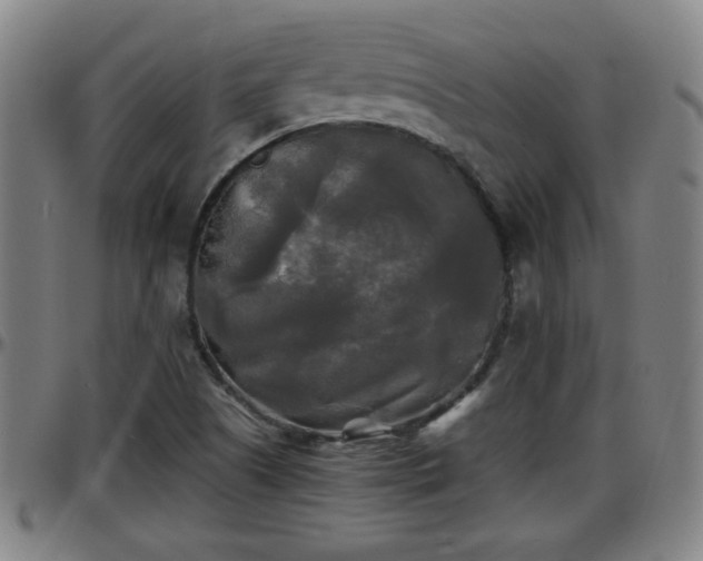 X0000096381505200801311248