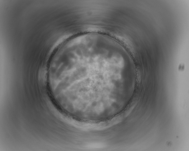 X0000096380016200802071524