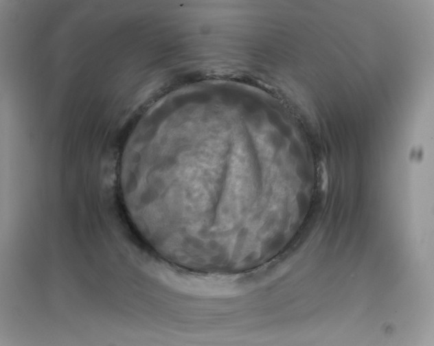 X0000096380032200802071524