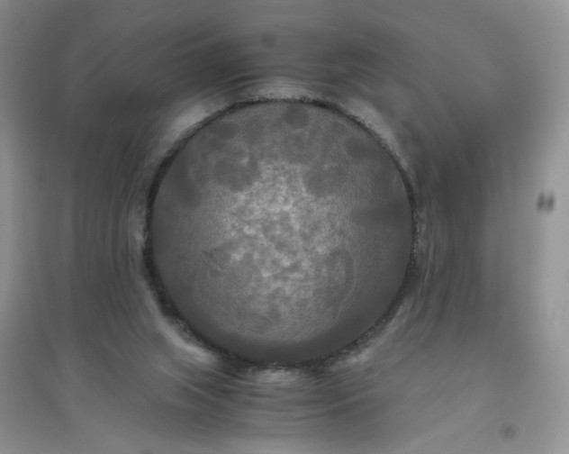 X0000096380063200802071523