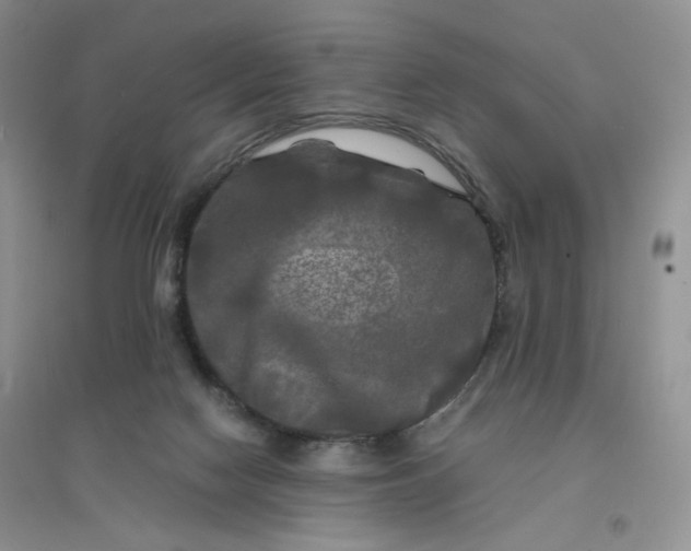 X0000096380074200802071523