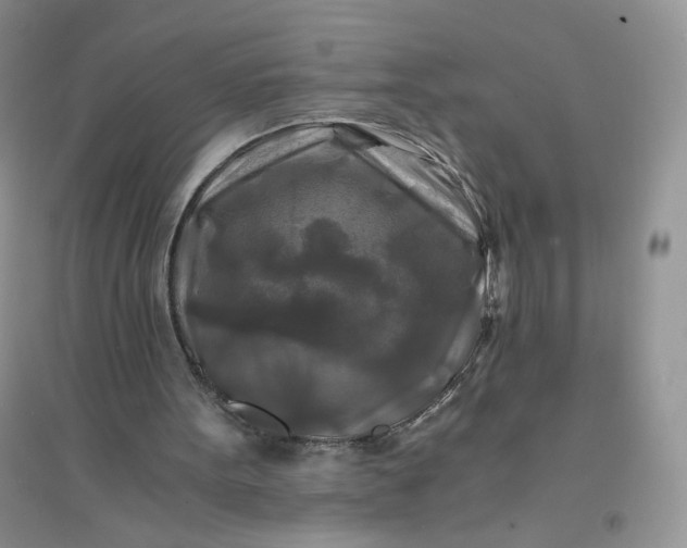 X0000096380099200802071523